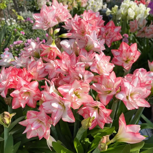 🌺Double-Petaled Perfume Amaryllis Bulbs