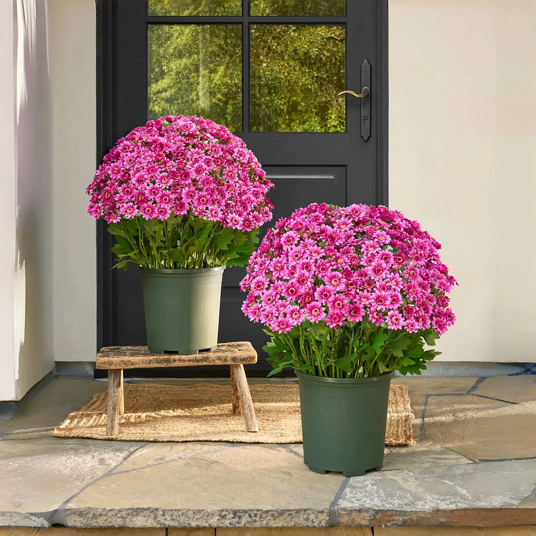 🏆Flash Sale⚡Artificial Outdoor Sunset Mums Flowers - UV resistant. Waterproof. Windproof