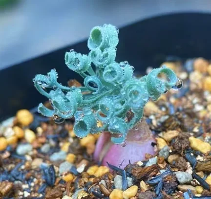 plant Aeonium Echeveria Haworthia  Caudex  Lithops Cactus  Agave 