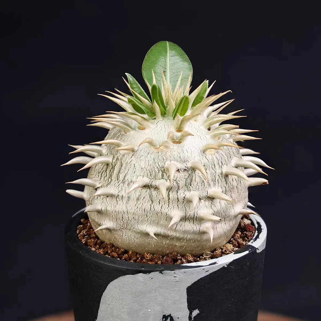 py1.Pachypodium eburneum 4cm / Caudex / Succulent plants / Garden landscape / Carefully select healthy plants