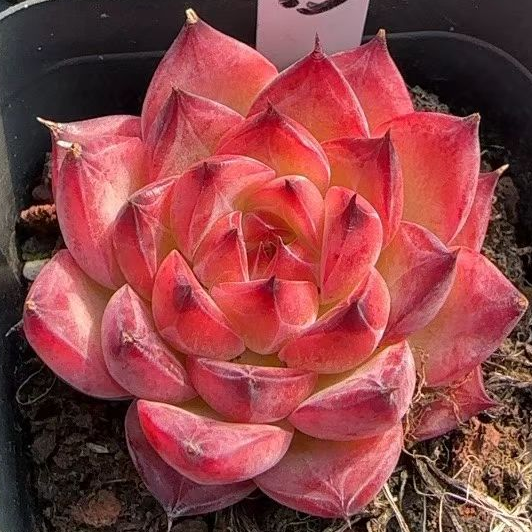 plant Aeonium Echeveria Haworthia  Caudex  Lithops Cactus  Agave 