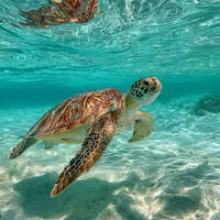 Sea Turtle in Clear Water - Diamond Painting