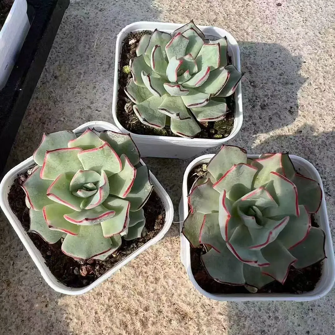 plant Aeonium Echeveria Haworthia  Caudex  Lithops Cactus  Agave 