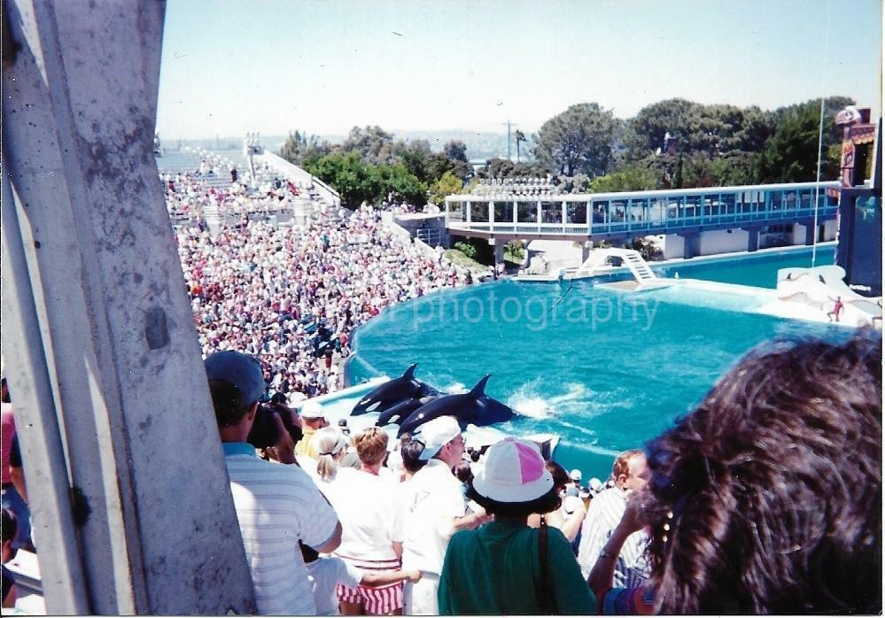 FOUND Photo Poster paintingGRAPH Color CAPTIVE KILLER WHALES Original Snapshot 21 43 T