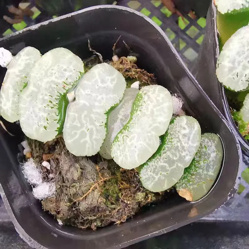 cy30.Haworthia H.truncata'Ukimo 5cm/ Haworthia/ Succulent plants / Garden landscape / Carefully select healthy plants