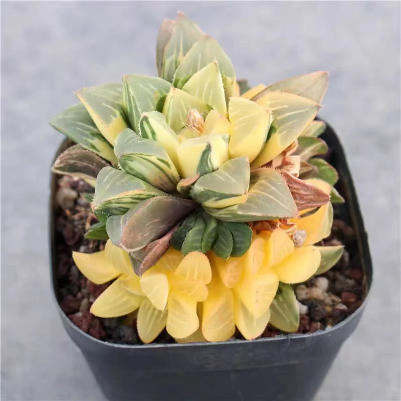 ky10.Haworthia Heidelbergensis Variegated 5-6cm/ Haworthia / Succulent plants / Garden landscape / Carefully select healthy plants