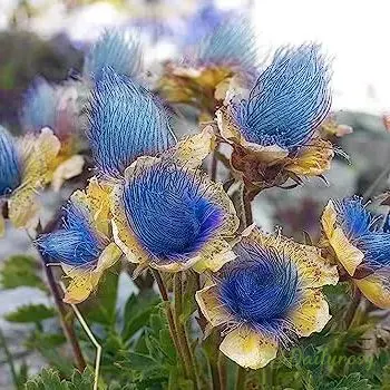 Prairie Smoke Flower Seeds