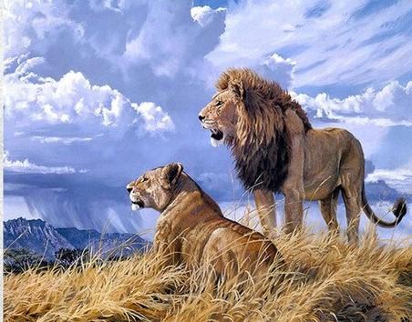 

Wild Lion Couple – Paint By Numbers - 40*50CM, 501 Original