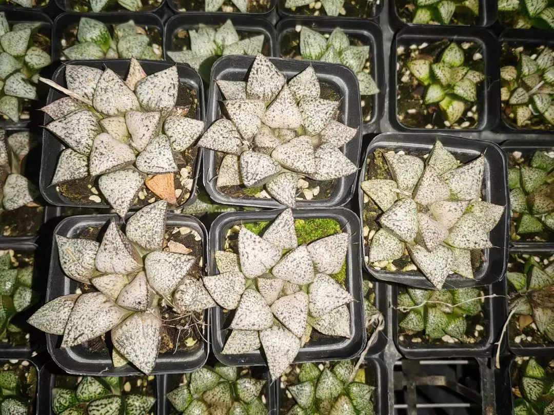 plant Aeonium Echeveria Haworthia  Caudex  Lithops Cactus  Agave 