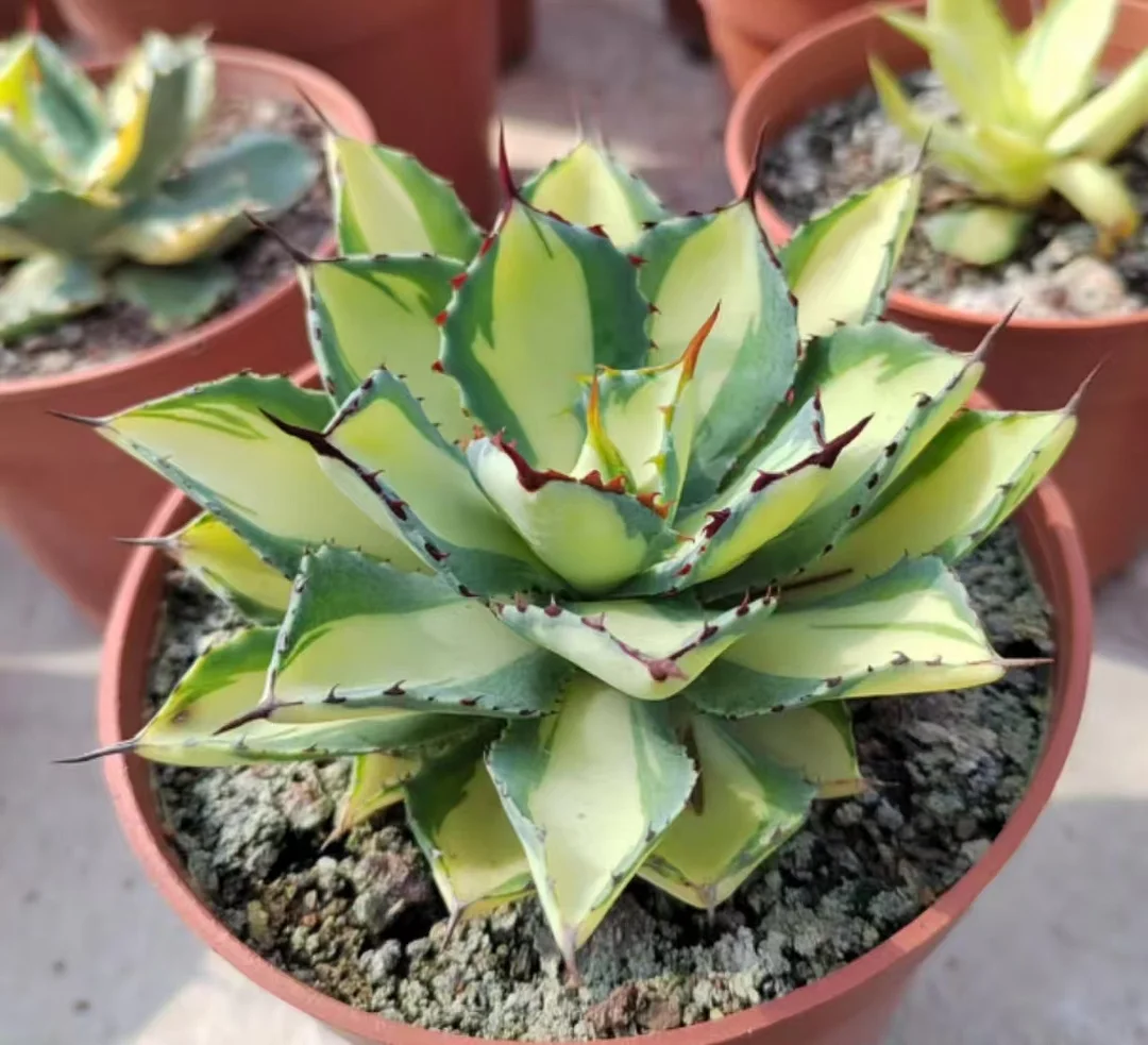 plant Aeonium Echeveria Haworthia  Caudex  Lithops Cactus  Agave 