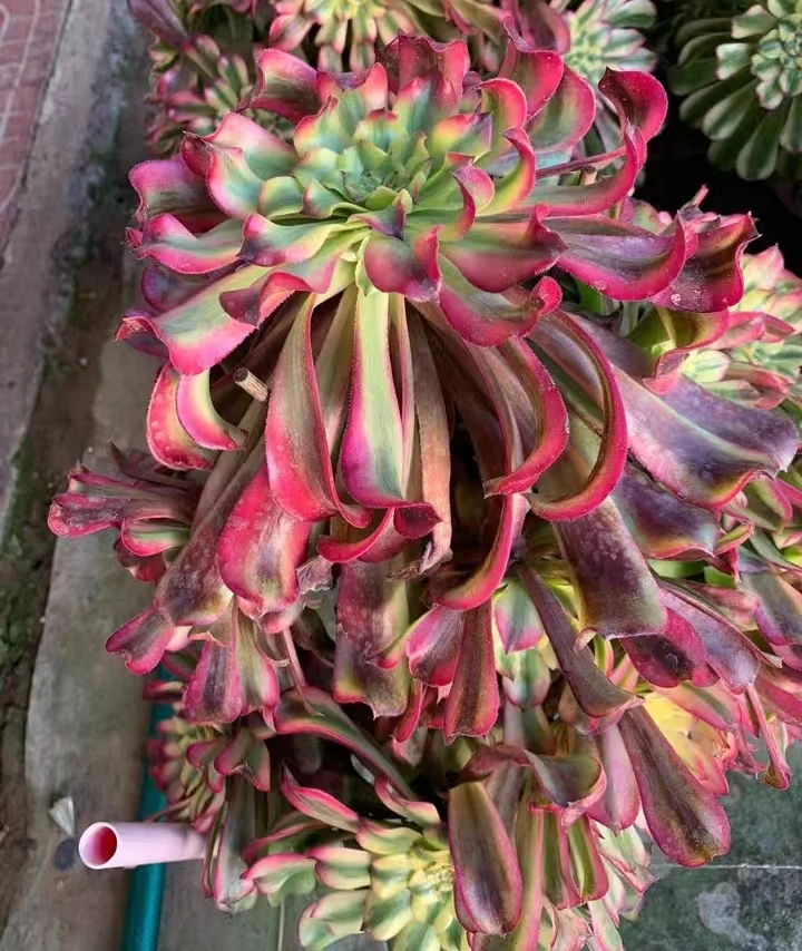 plant Aeonium Echeveria Haworthia  Caudex  Lithops Cactus  Agave 