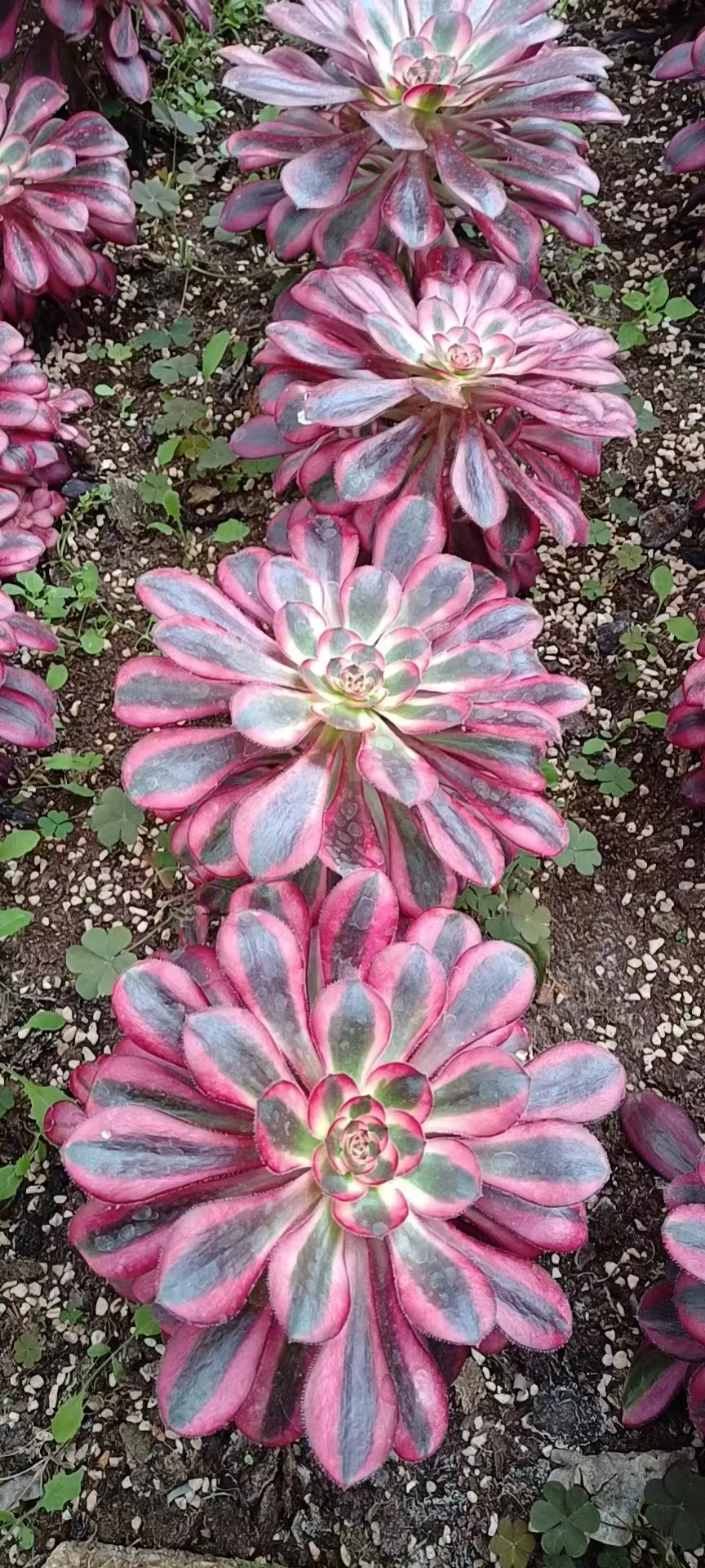 plant Aeonium Echeveria Haworthia  Caudex  Lithops Cactus  Agave 