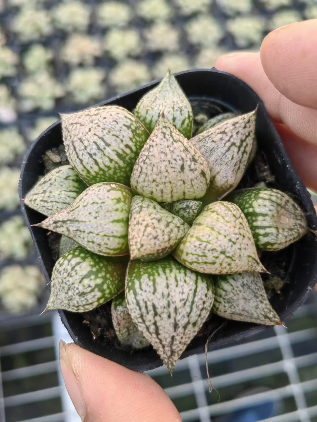 892.   White magic  4-5cm  / Haworthia/ Succulent plants / Garden landscape / Carefully select healthy plants