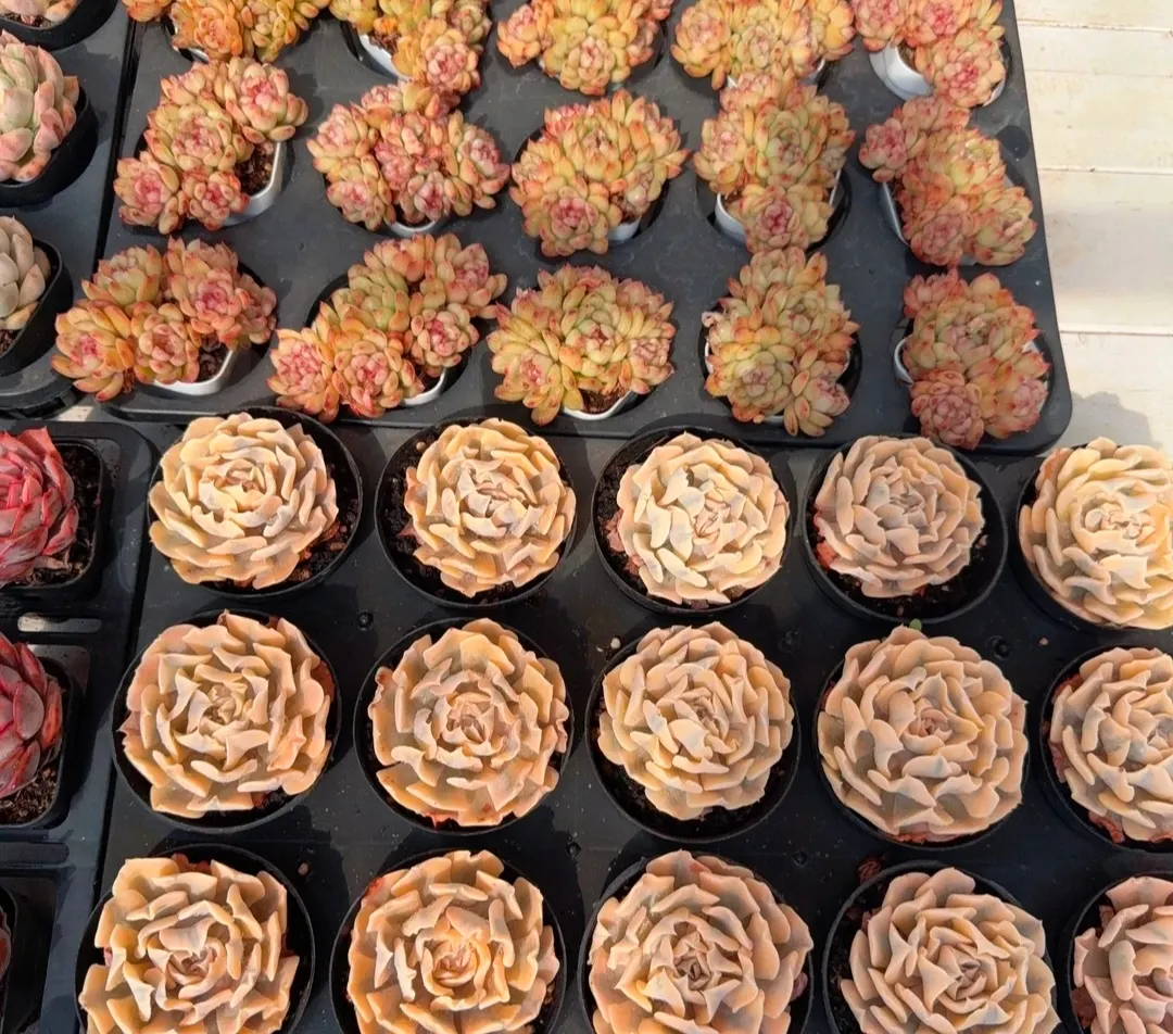 plant Aeonium Echeveria Haworthia  Caudex  Lithops Cactus  Agave 
