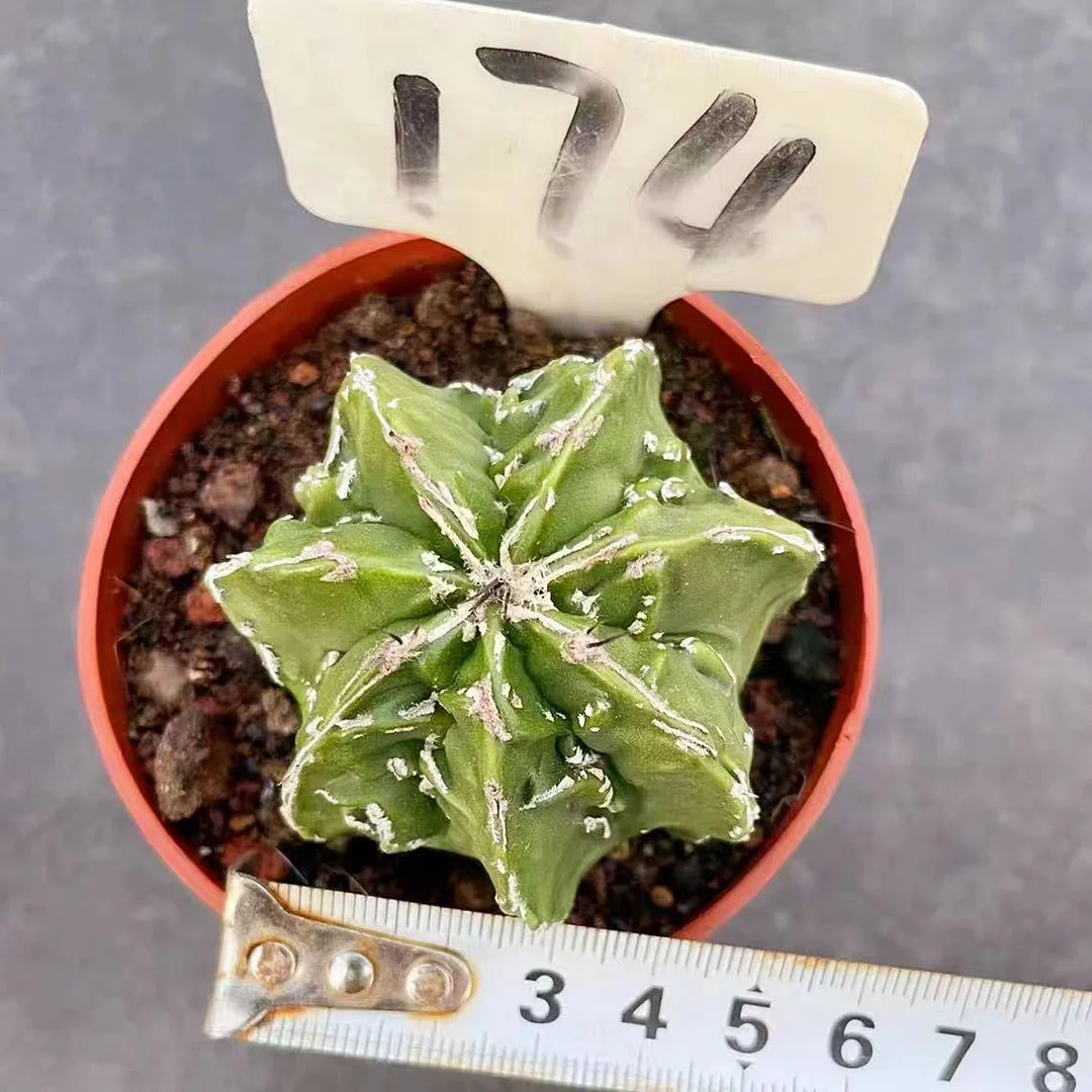 plant Aeonium Echeveria Haworthia  Caudex  Lithops Cactus  Agave 