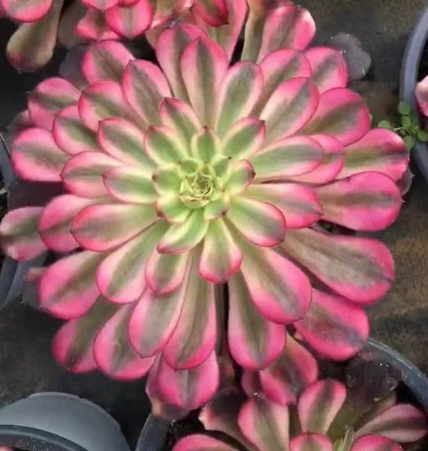 plant Aeonium Echeveria Haworthia  Caudex  Lithops Cactus  Agave 