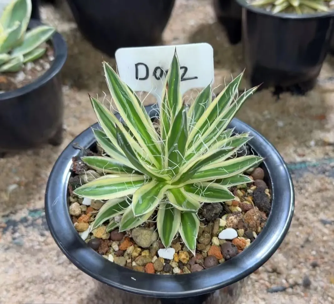plant Aeonium Echeveria Haworthia  Caudex  Lithops Cactus  Agave 