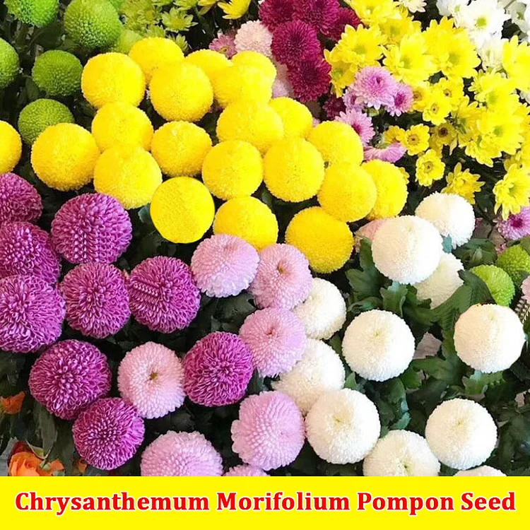  Chrysanthemum Morifolium Pompon Seeds- Mixed Color