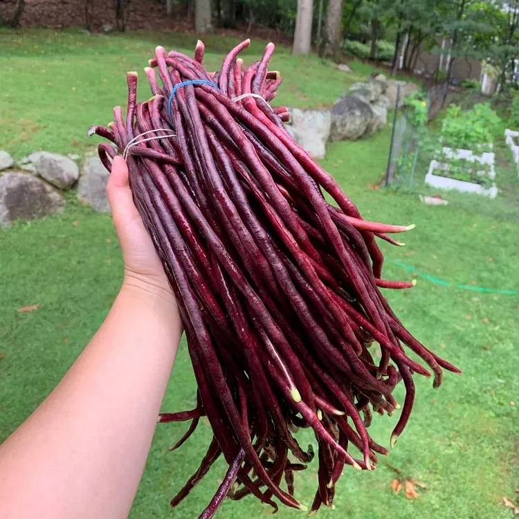 purple ground-climbing carob