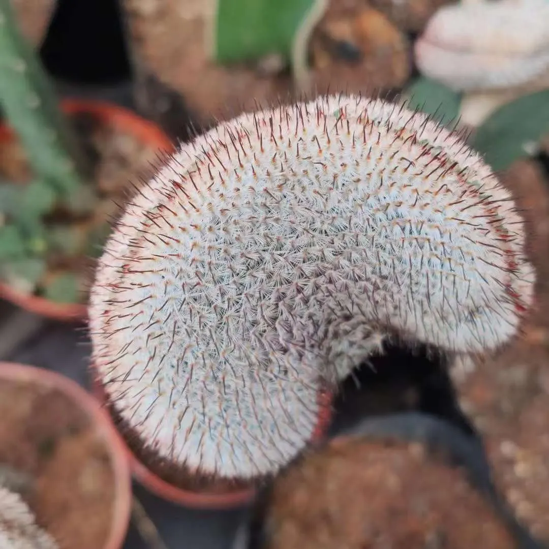 plant Aeonium Echeveria Haworthia  Caudex  Lithops Cactus  Agave 