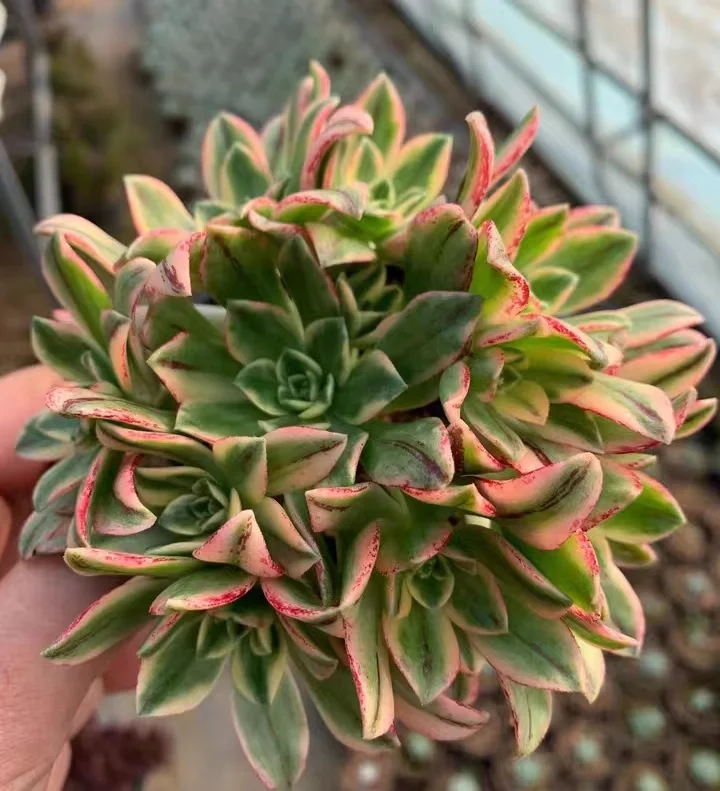 plant Aeonium Echeveria Haworthia  Caudex  Lithops Cactus  Agave 