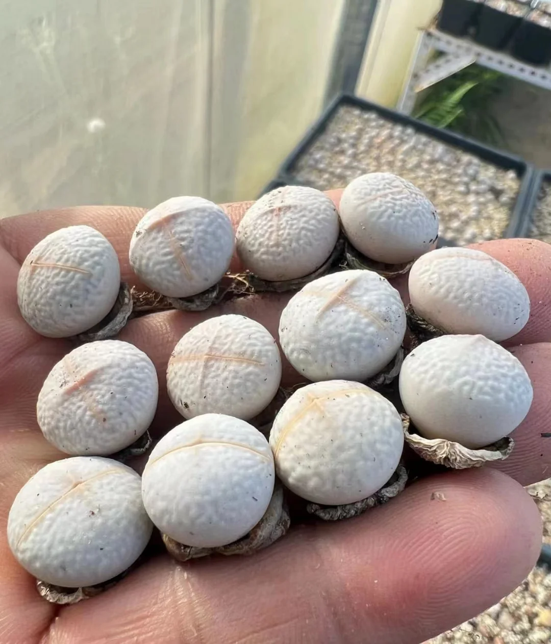 plant Aeonium Echeveria Haworthia  Caudex  Lithops Cactus  Agave 