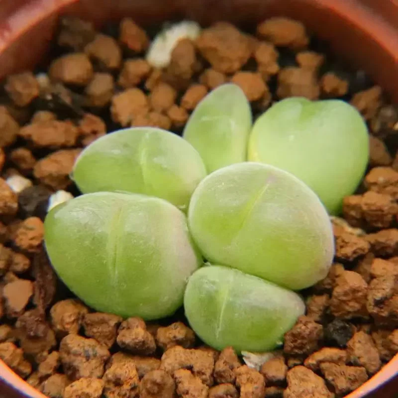 plant Aeonium Echeveria Haworthia  Caudex  Lithops Cactus  Agave 