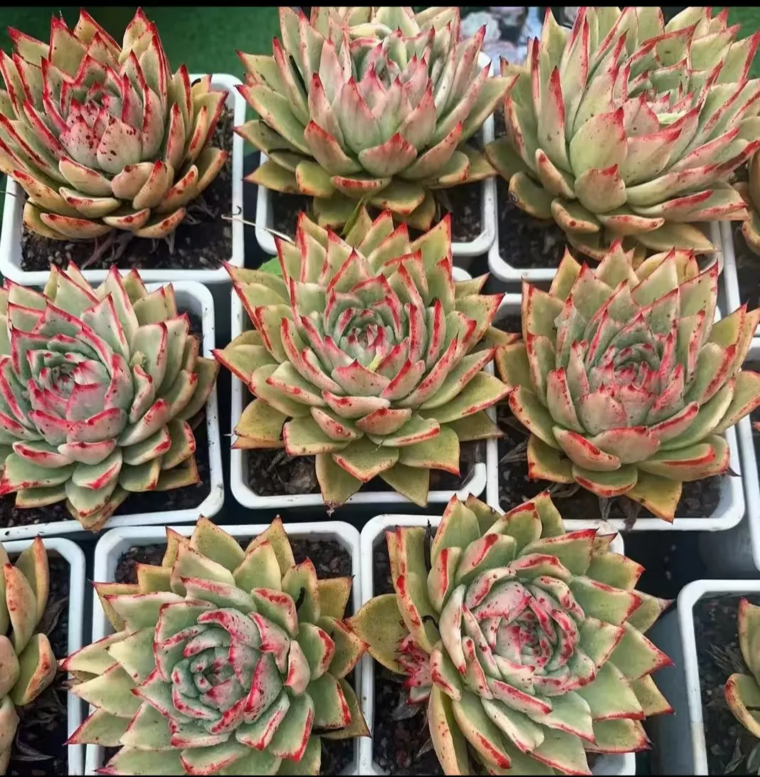 plant Aeonium Echeveria Haworthia  Caudex  Lithops Cactus  Agave 