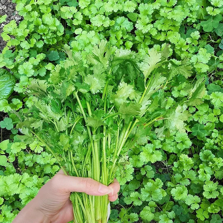 🌱[3 DAYS GERMINATION]LAST DAY SALE -50% OFF☘️Potted Coriander Seeds - Suitable for All Seasons