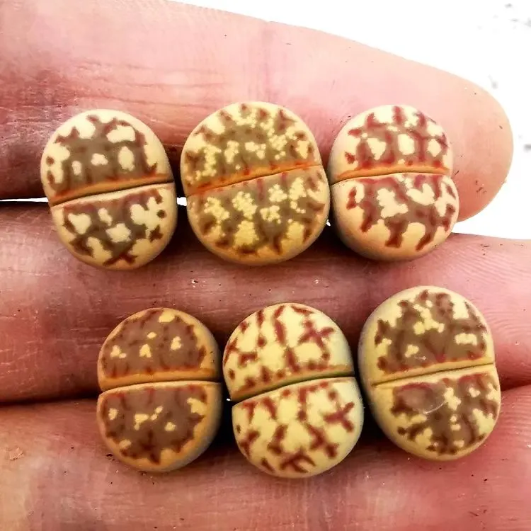 plant Aeonium Echeveria Haworthia  Caudex  Lithops Cactus  Agave 