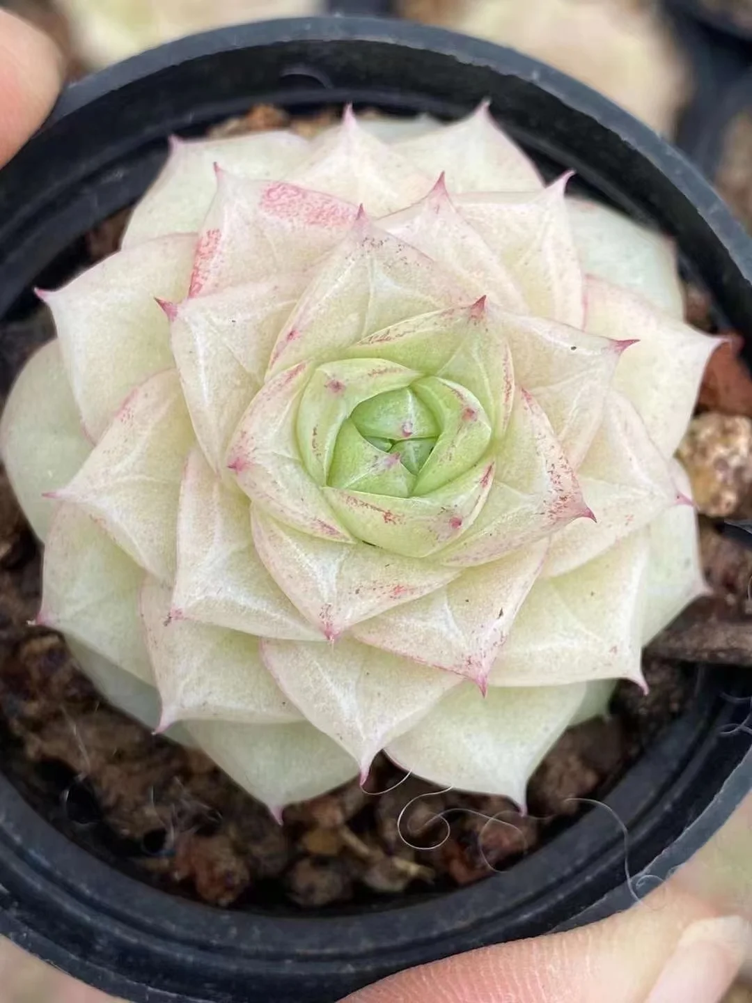 plant Aeonium Echeveria Haworthia  Caudex  Lithops Cactus  Agave 