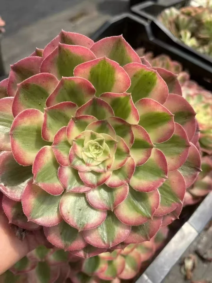 plant Aeonium Echeveria Haworthia  Caudex  Lithops Cactus  Agave 