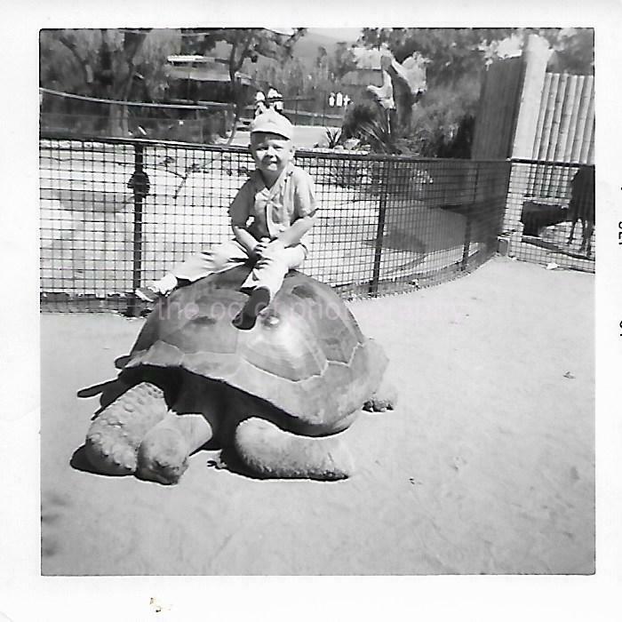 Vintage FOUND Photo Poster painting bw TORTOISE BOY Original Snapshot TURTLE REPTILE 112 11 A