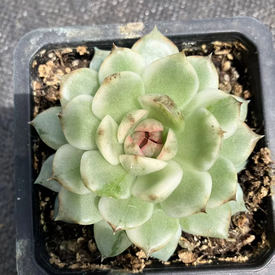 plant Aeonium Echeveria Haworthia  Caudex  Lithops Cactus  Agave 