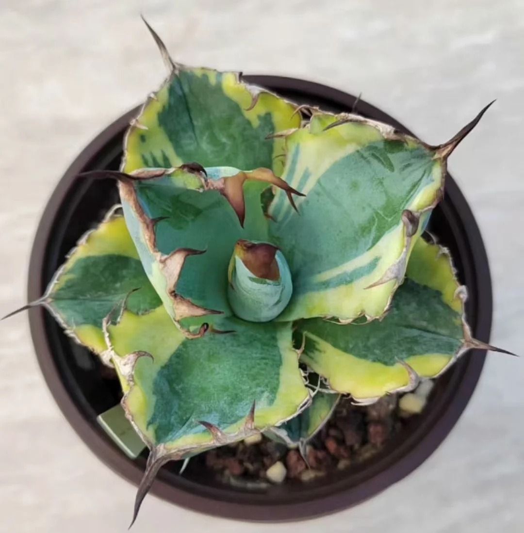 1070.Agave Blue Whale Marginata Variegated /Agave plants / Succulent plants / Garden landscape / Carefully select healthy plants