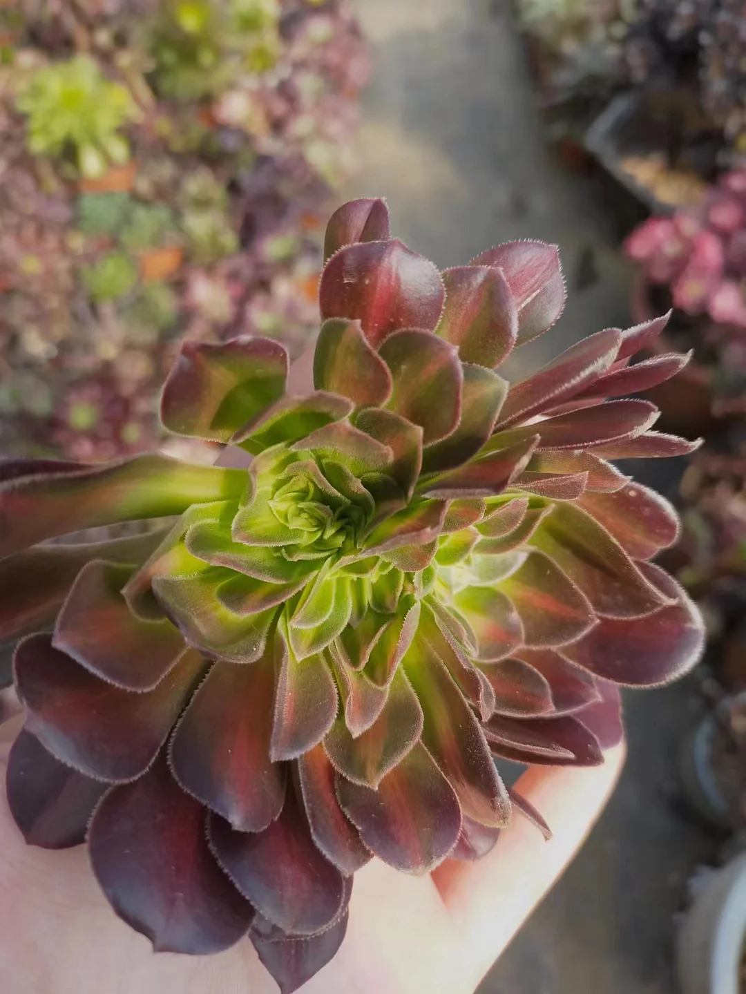 plant Aeonium Echeveria Haworthia  Caudex  Lithops Cactus  Agave 