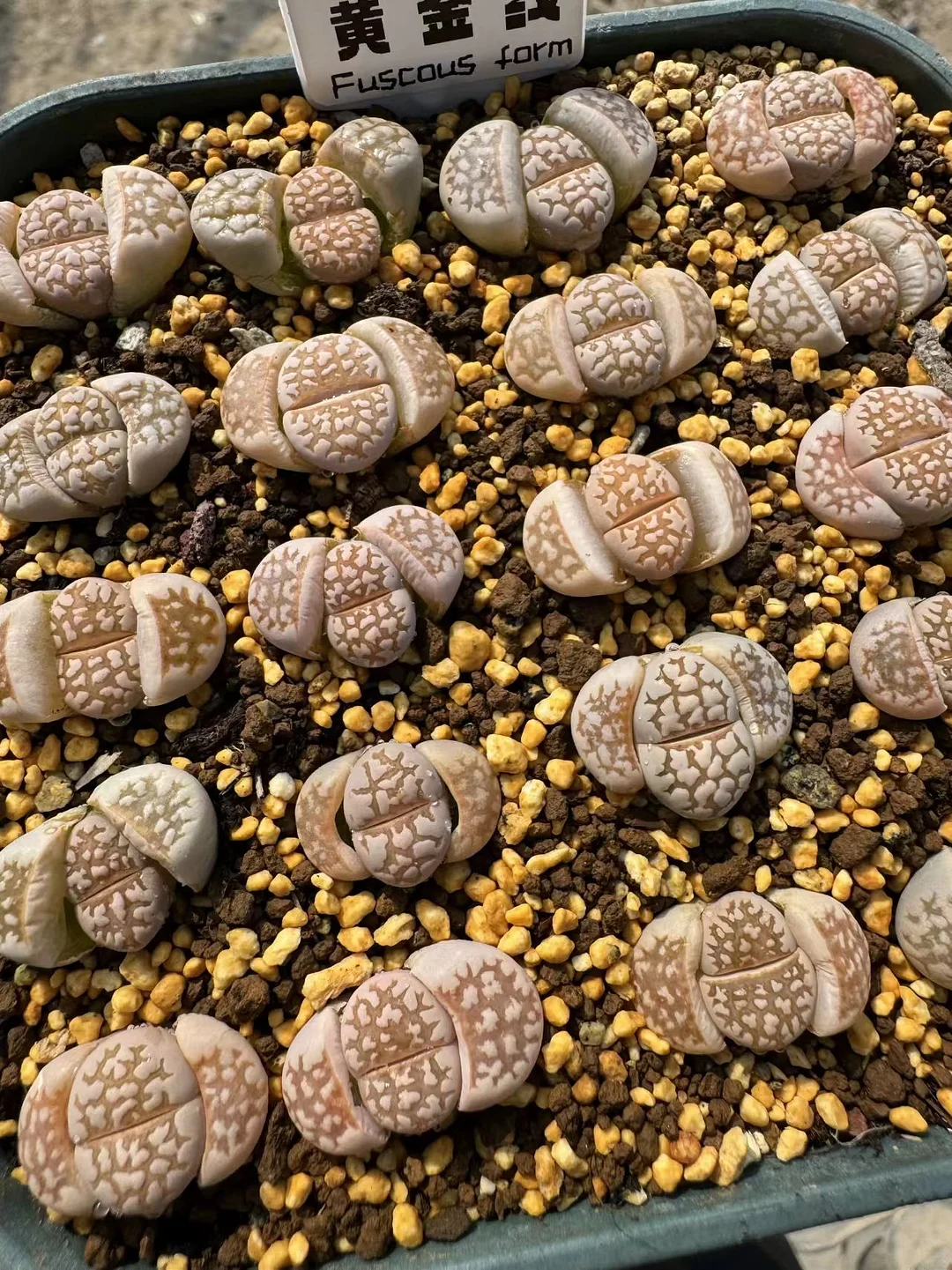 plant Aeonium Echeveria Haworthia  Caudex  Lithops Cactus  Agave 