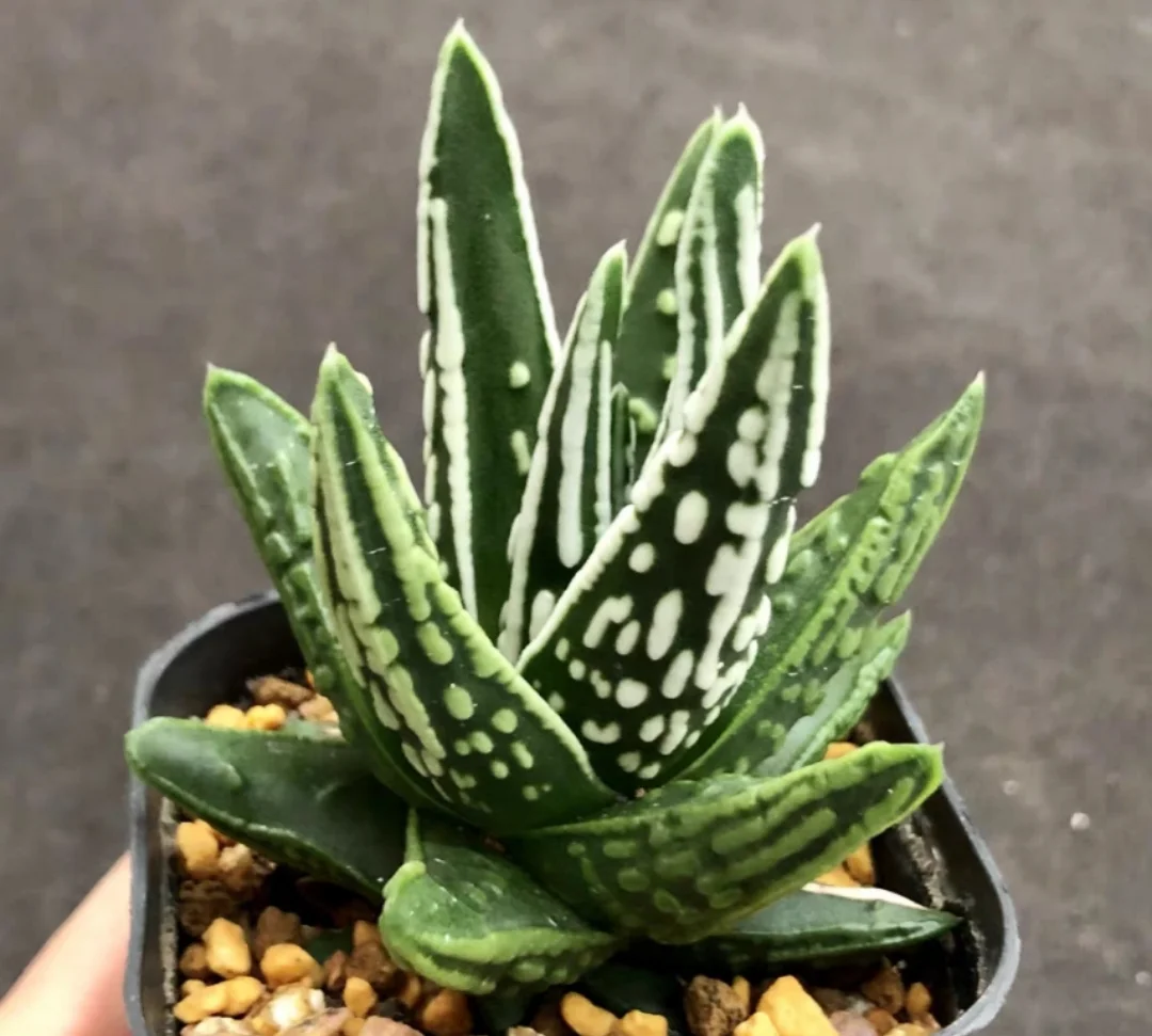 plant Aeonium Echeveria Haworthia  Caudex  Lithops Cactus  Agave 