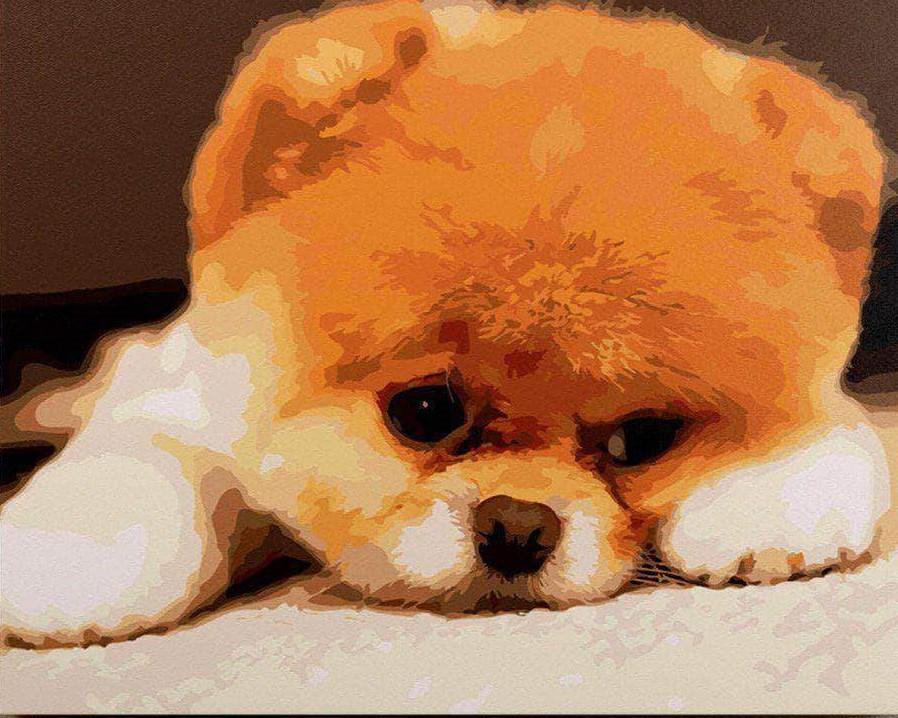 

Pomeranian Puppy – Paint By Numbers - 40*50CM, 501 Original