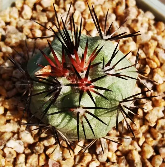 plant Aeonium Echeveria Haworthia  Caudex  Lithops Cactus  Agave 