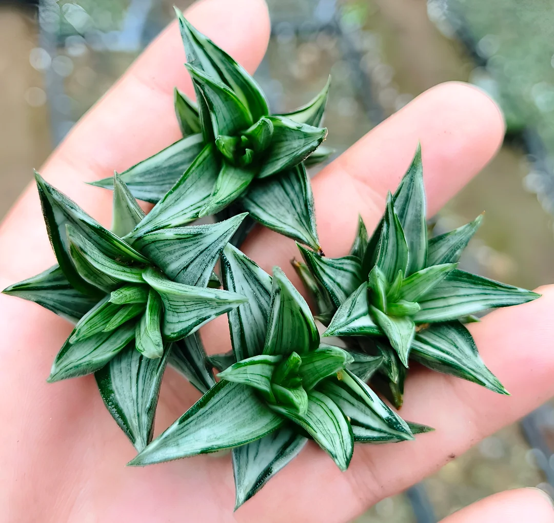 plant Aeonium Echeveria Haworthia  Caudex  Lithops Cactus  Agave 