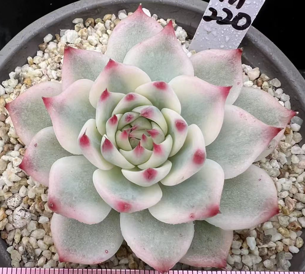 plant Aeonium Echeveria Haworthia  Caudex  Lithops Cactus  Agave 