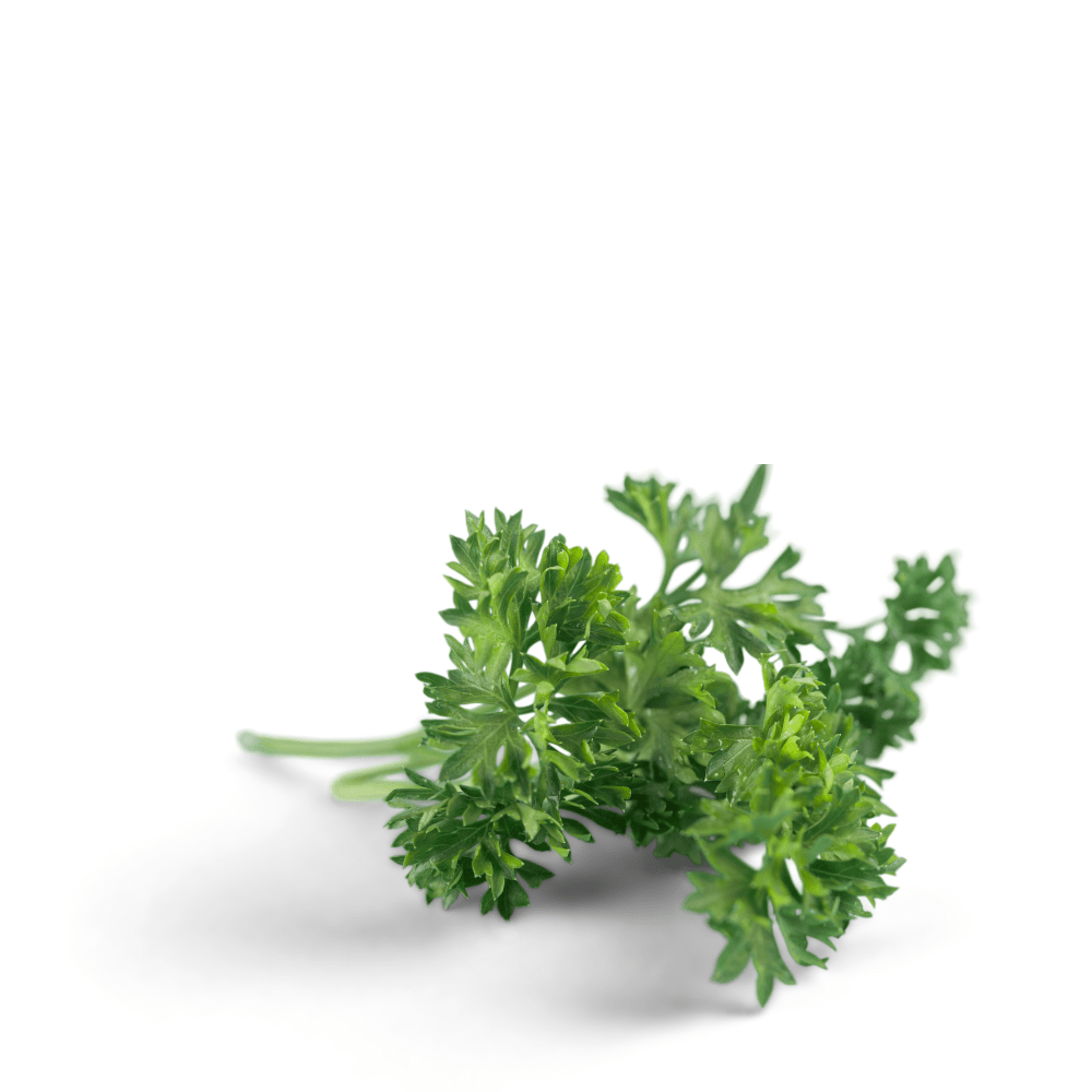 Curly Parsley - Double Rizado Organic Seeds