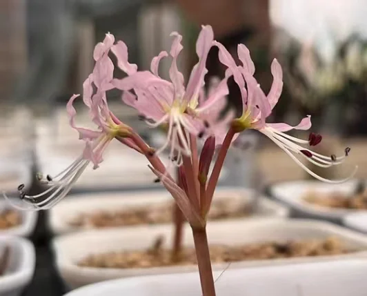 791.  Brunsvigia namaquana  1-1.5cm  / Caudex  / Succulent plants / Garden landscape / Carefully select healthy plants