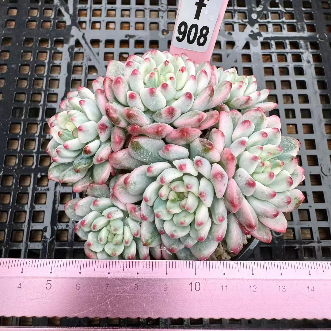 plant Aeonium Echeveria Haworthia  Caudex  Lithops Cactus  Agave 