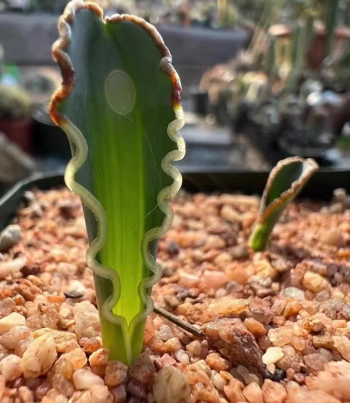 964.  Albuca dilucula 0.5cm /Caudex/ Succulent plants / Garden landscape / Carefully select healthy plants