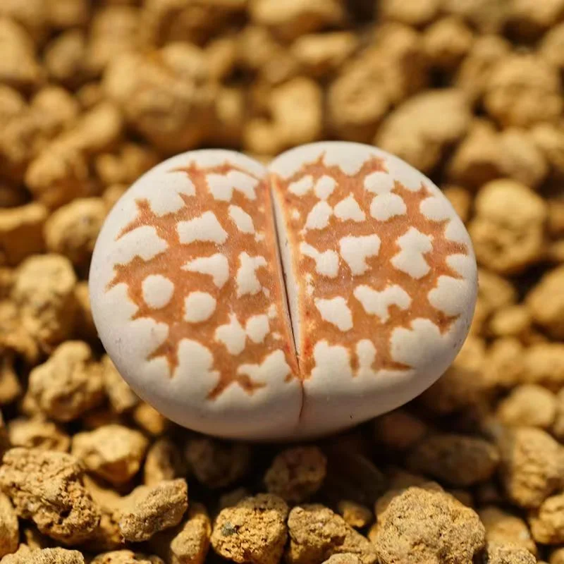 plant Aeonium Echeveria Haworthia  Caudex  Lithops Cactus  Agave 