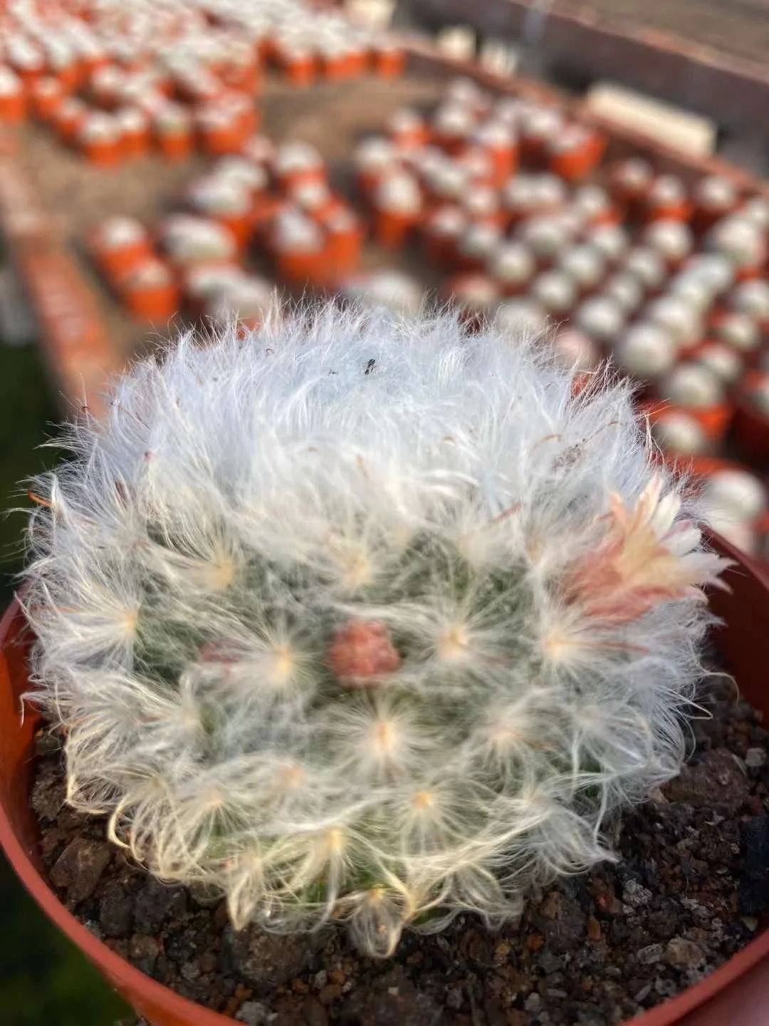 plant Aeonium Echeveria Haworthia  Caudex  Lithops Cactus  Agave 