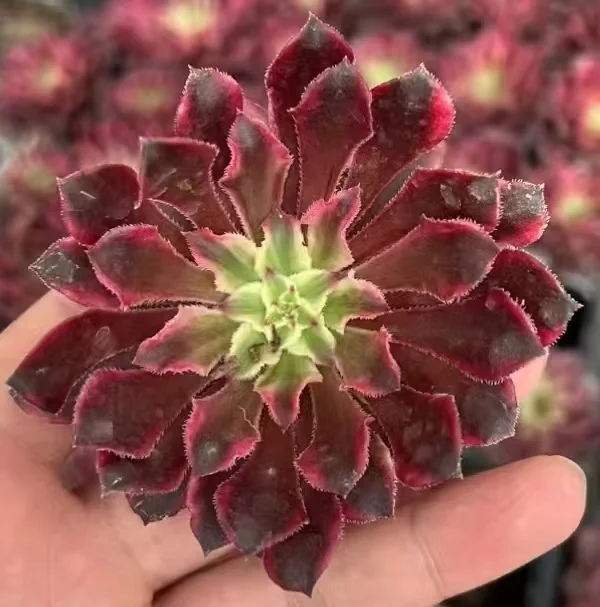 378. Purple waves single head and cutting /Aeonium single head and cutting/Aeonium plants/ Succulent plants / Garden landscape / Carefully select healthy plants