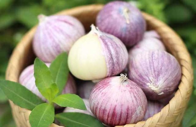 独头蒜价格抬高，它的种植方法，有哪些需要注意的？